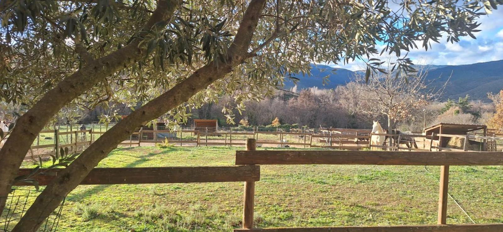 Chambre D'Hotes Le Petit Ranch Bed and Breakfast Los Masos Eksteriør billede